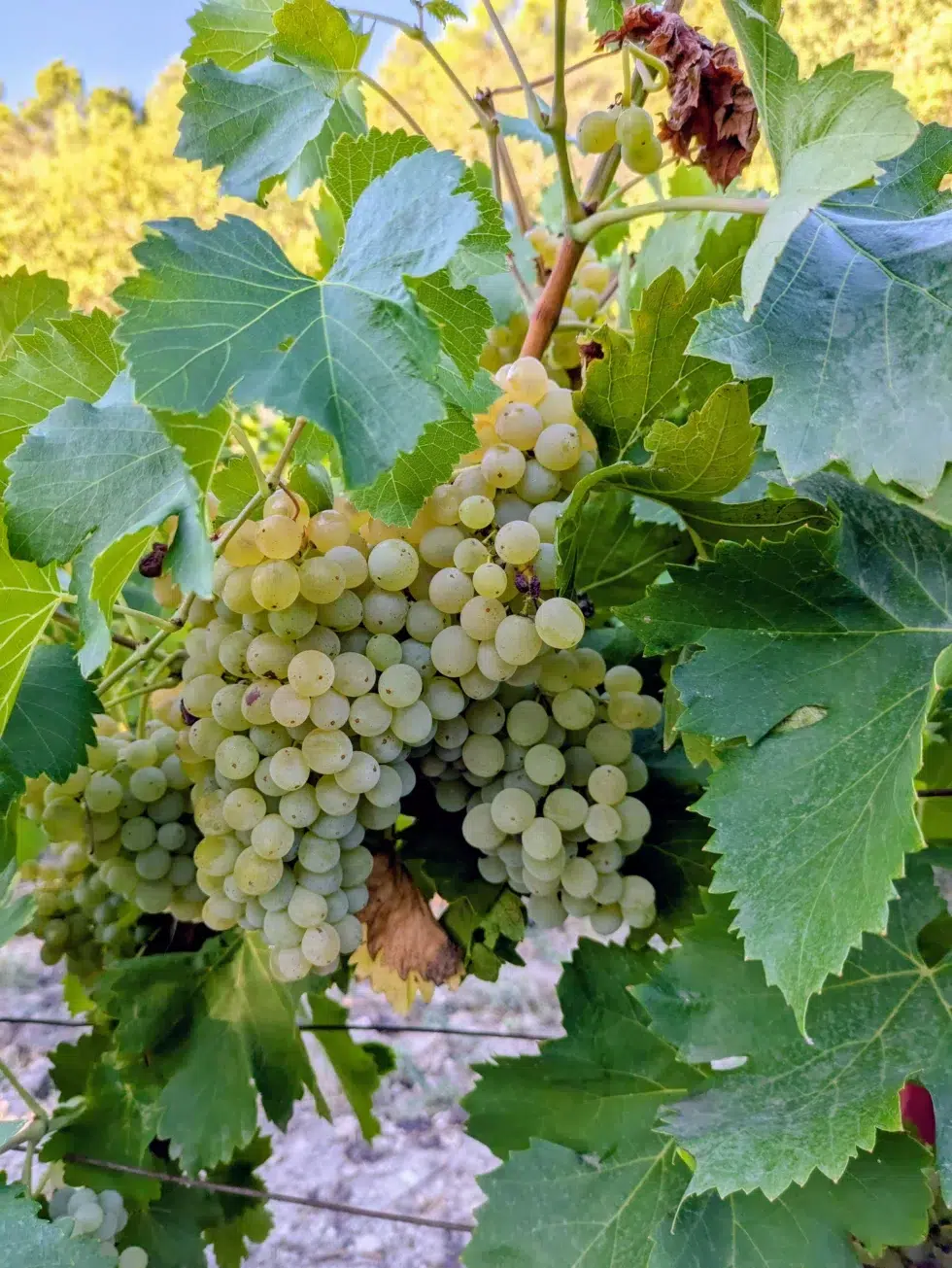 Visite des vignes du Domaine Jourdan - Aix en Provence